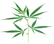 weed leaf png